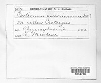 Corticium auberianum image